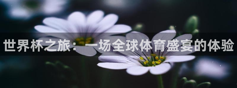 2026年世界杯赛程时间表格：世界杯之旅：一场全球体育盛宴的体验